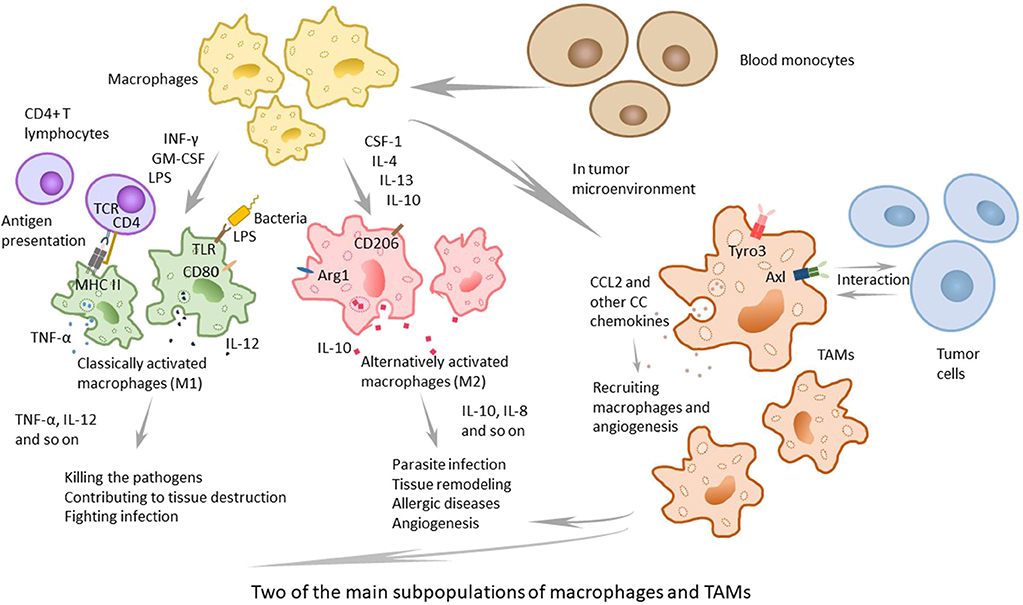 peritoneal mesothelioma tumor markers