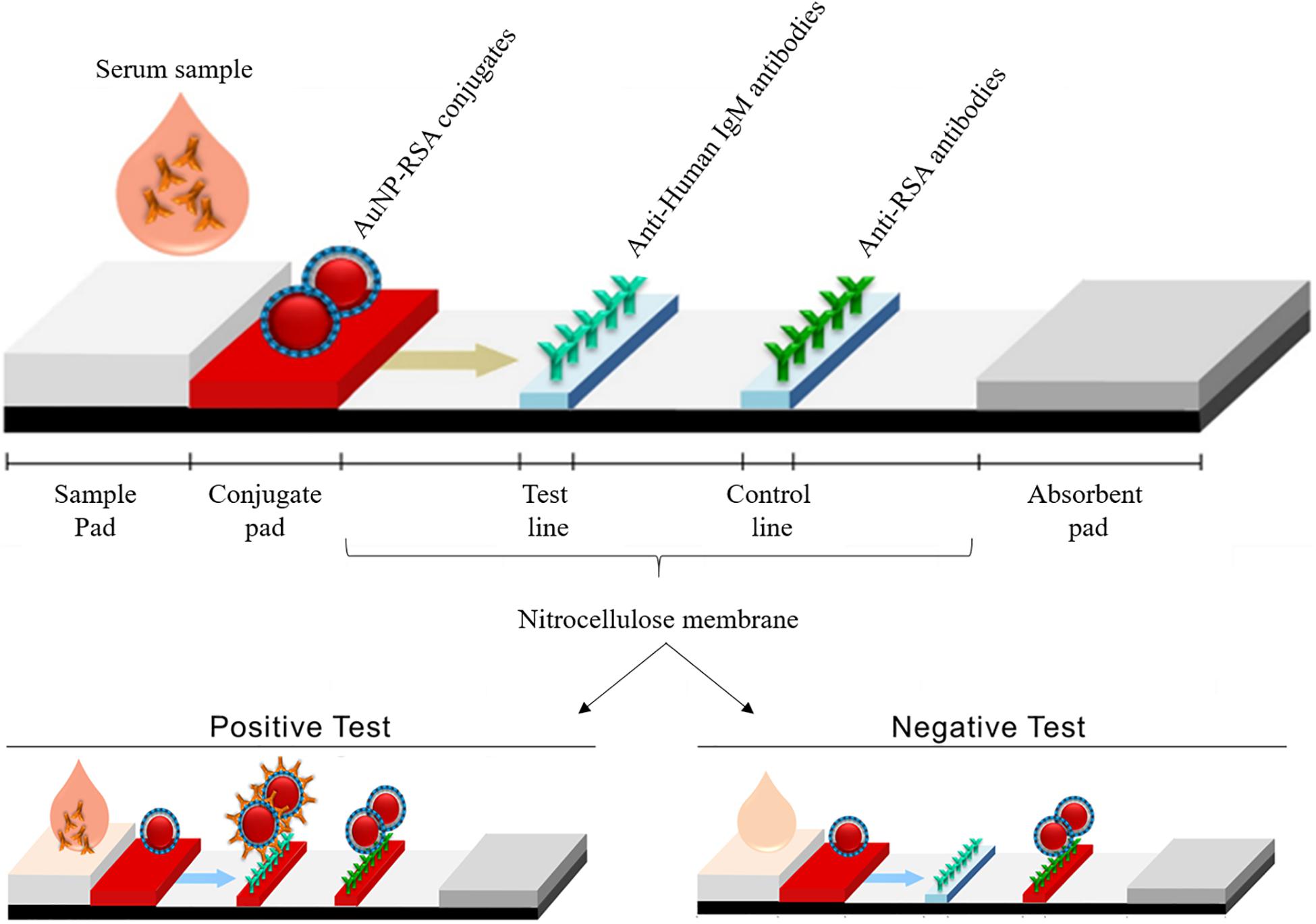 Frontiers Development Of A Gold Nanoparticle Based Lateral Flow Immunoassay For Pneumocystis