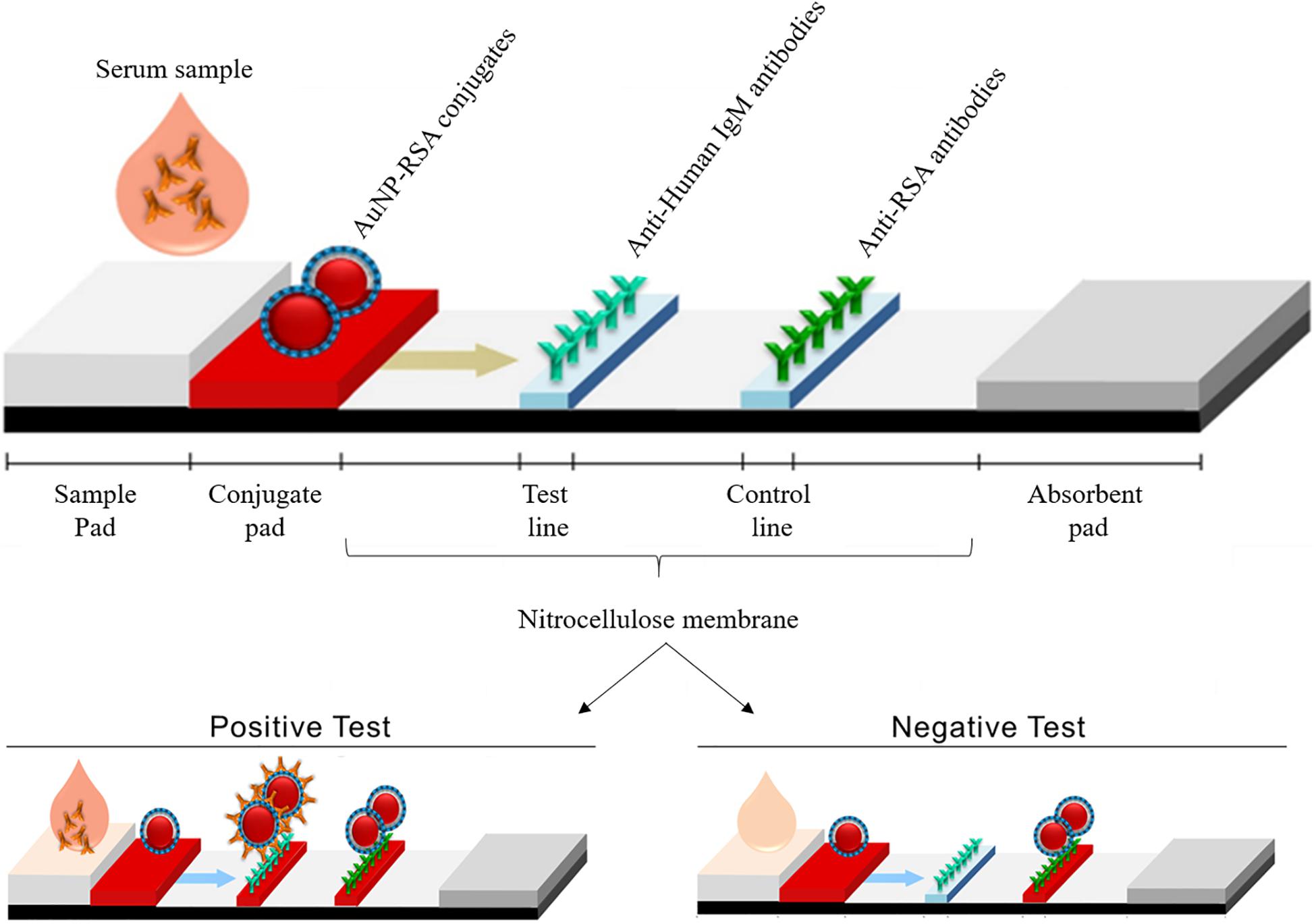 Frontiers - Development of a Gold Nanoparticle-Based Lateral-Flow ...