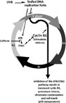 www.frontiersin.org
