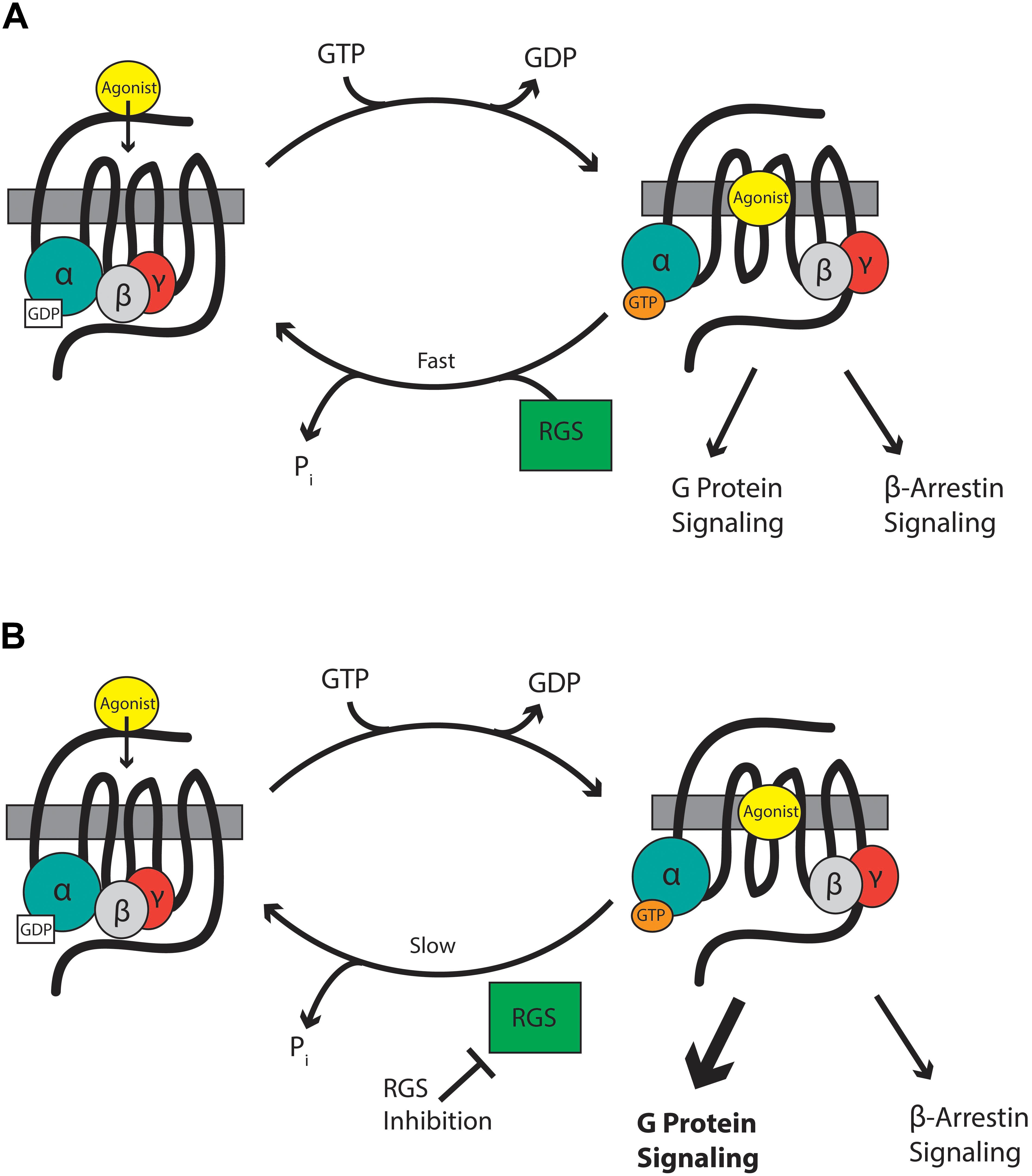 Whitney Verlaten ijs Frontiers | Regulator of G-Protein Signaling (RGS) Protein Modulation of  Opioid Receptor Signaling as a Potential Target for Pain Management