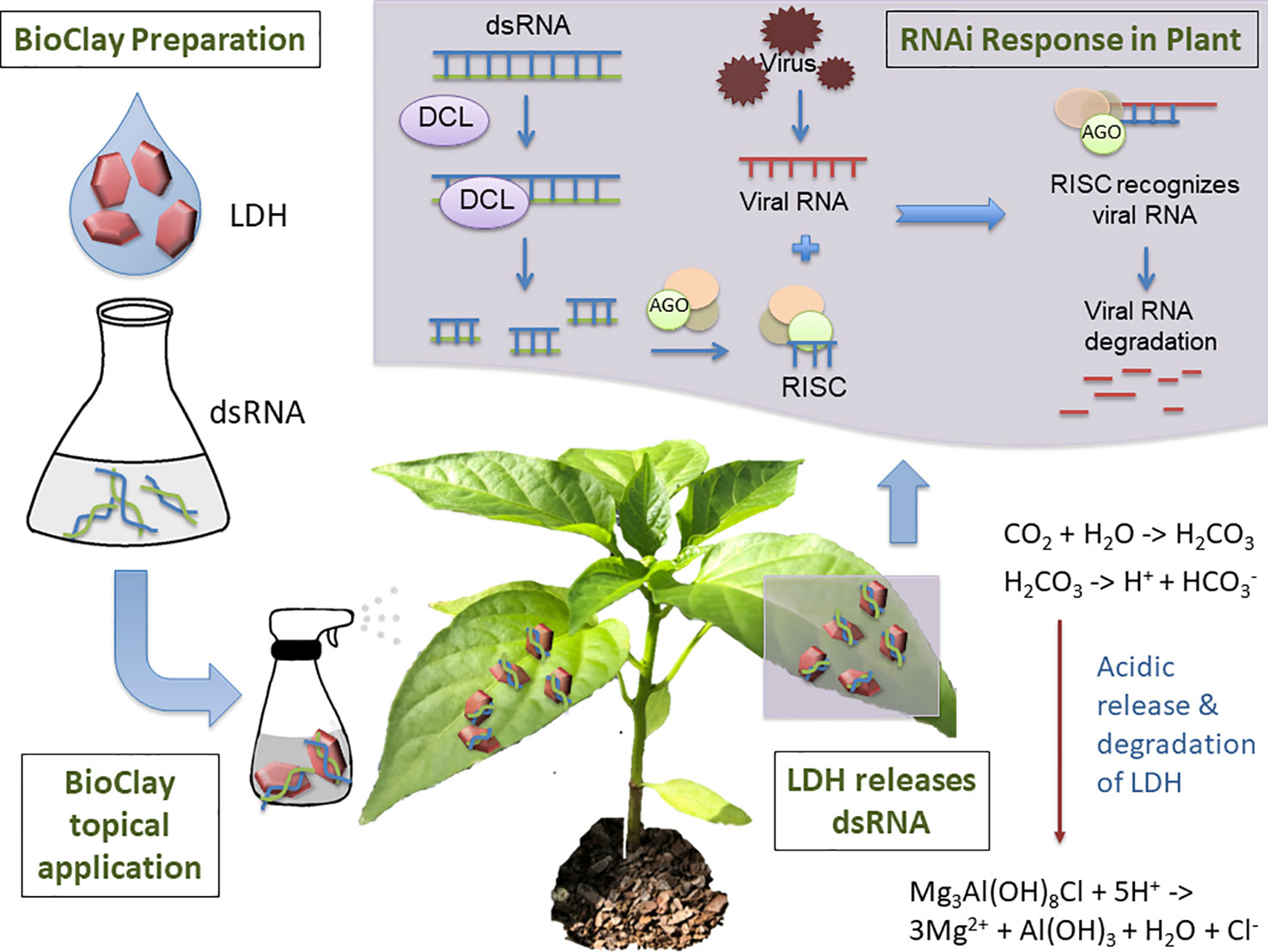 Plant в прошедшем. Plant RNA silencing. Plant 3 формы. Модель объекта Plant. Plant virus.