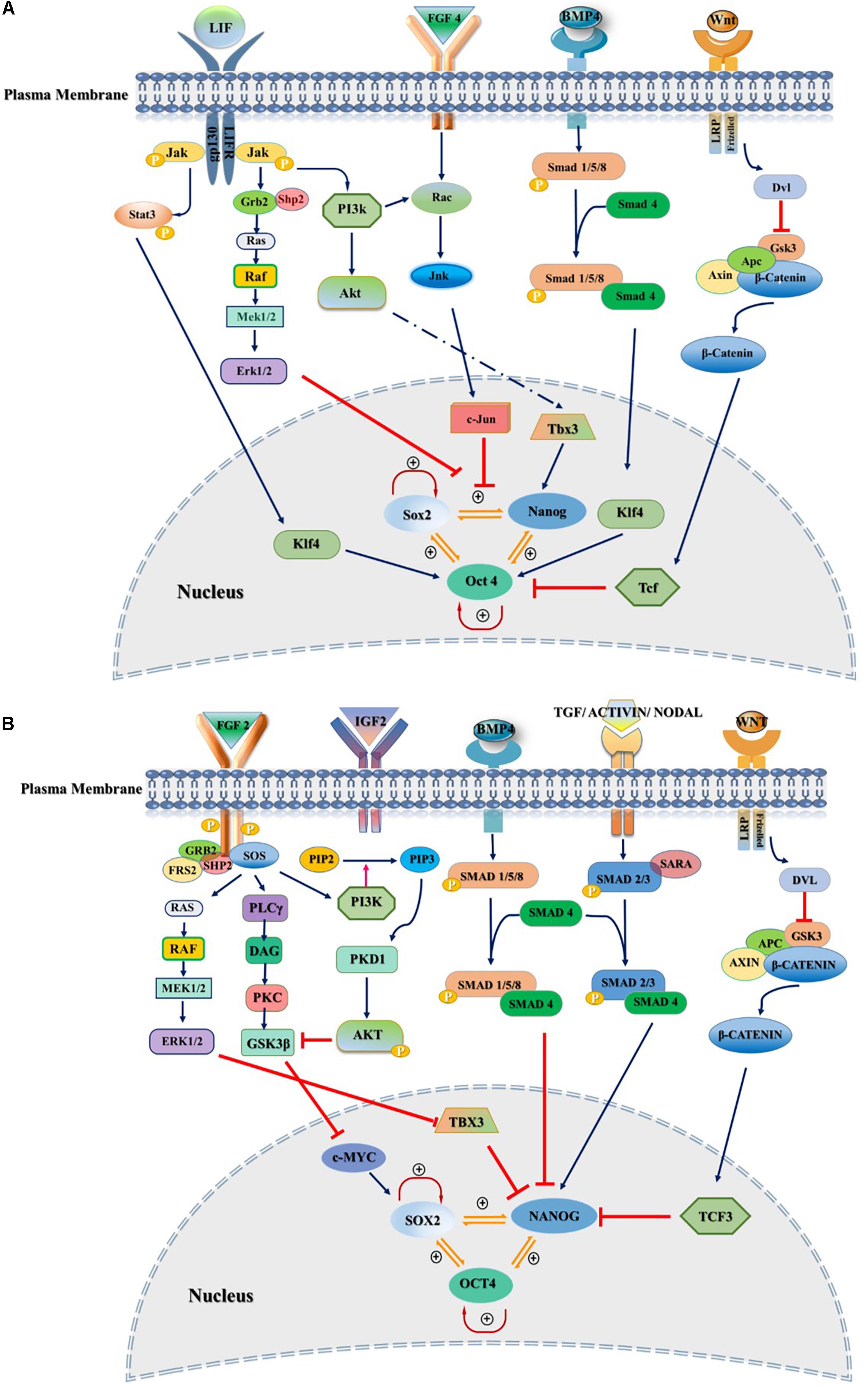 Frontiers Fgf Signaling Pathway A Key Regulator Of Stem Cell Pluripotency Cell And Developmental Biology