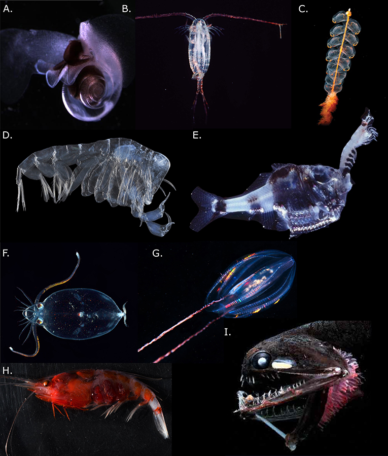 Figure 2 - Examples of zooplankton and fish groups that live in the mesopelagic zone and may perform DVM: