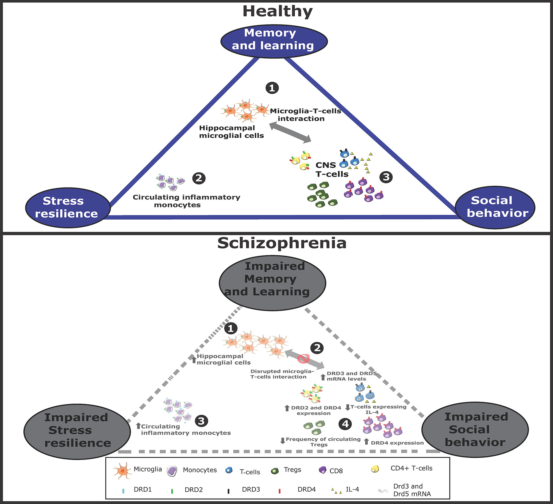 A dopamine-induced gene expression signature regulates neuronal