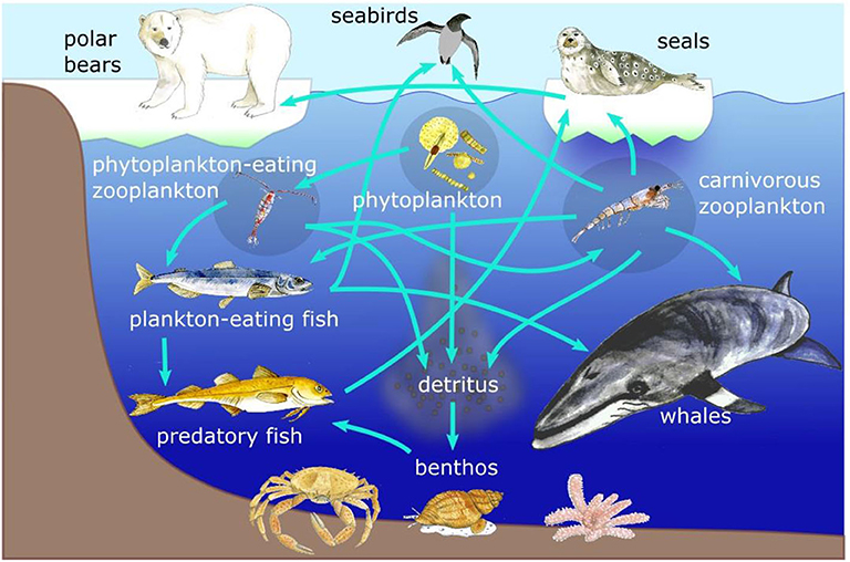 arctic ocean animals and plants