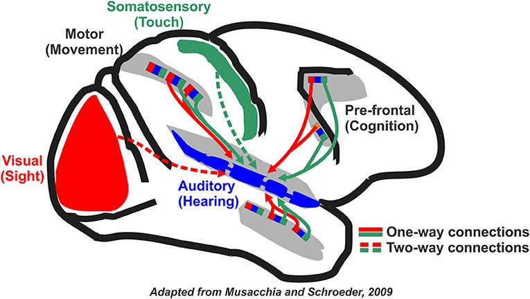 Learning Through Music: The Support of Brain Research