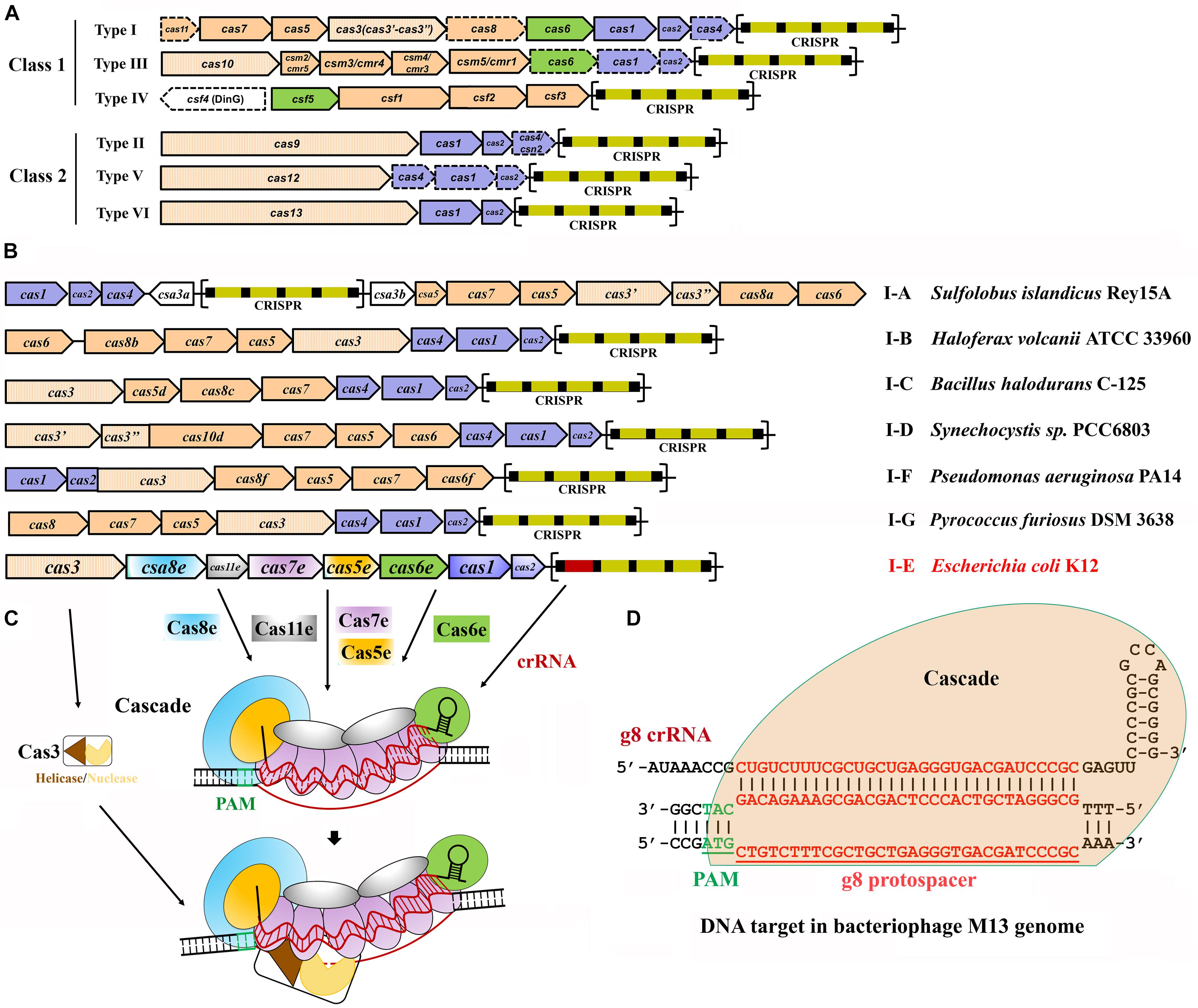 Frontiers Endogenous Type I Crispr Cas From Foreign Dna Defense To Prokaryotic Engineering Bioengineering And Biotechnology