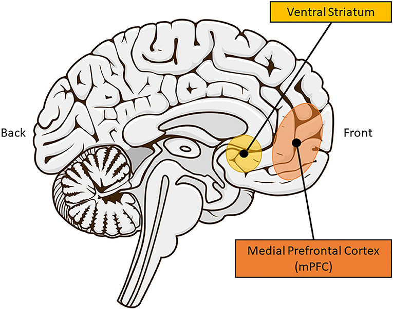 Figure 2 - Brain areas involved in social learning.