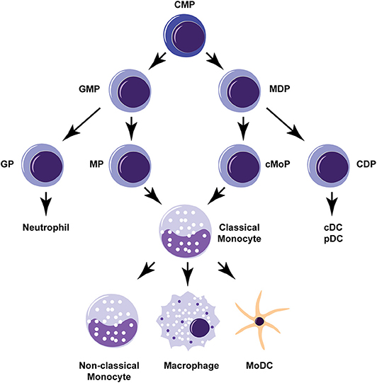 Frontiers | Monocytes and the Host Response to Fungal Pathogens