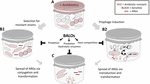 Frontiers | Biotechnological Potential of Bdellovibrio and Like ...