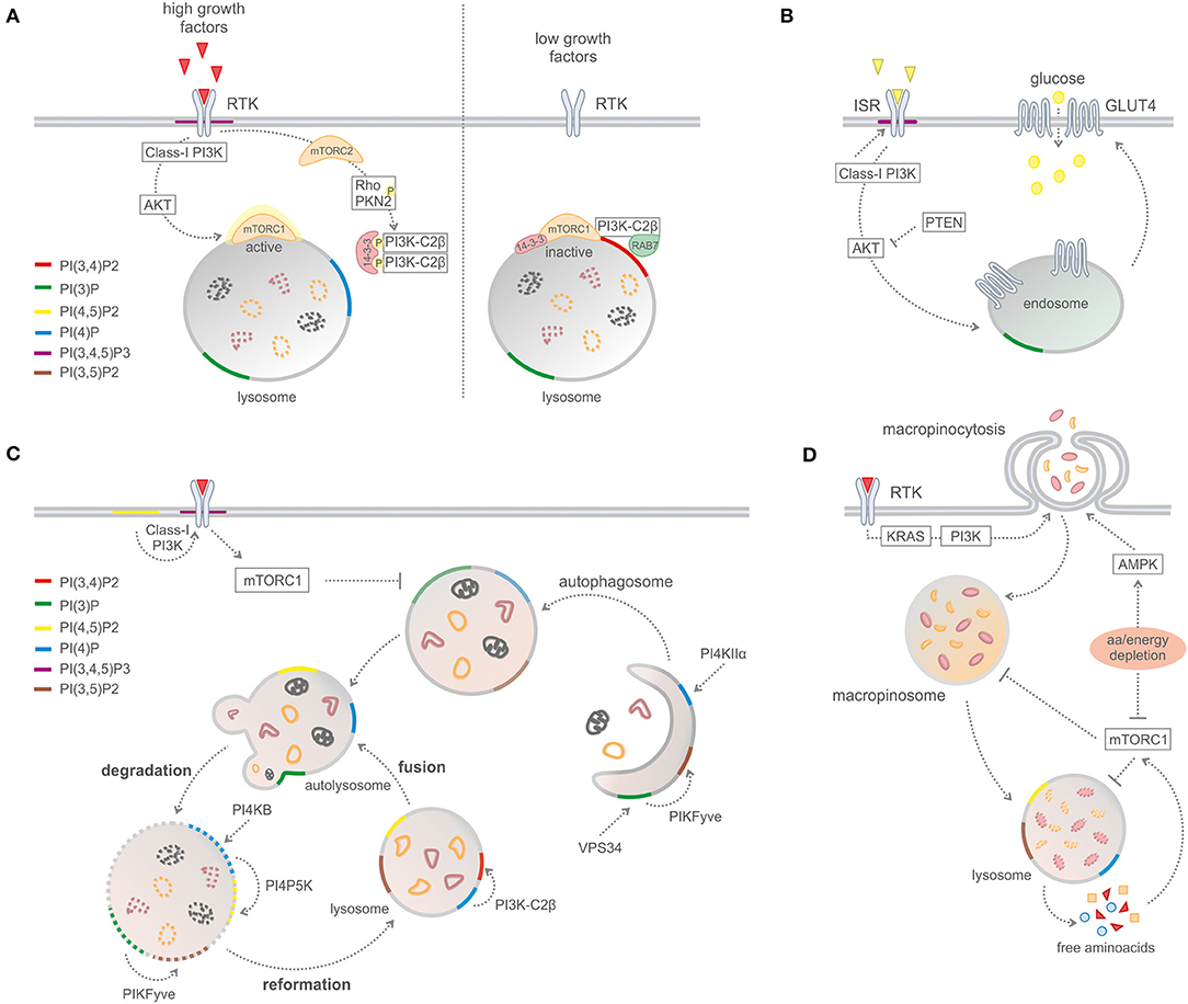 PI(4,5)P2 and Cholesterol: Synthesis, Regulation, and Functions