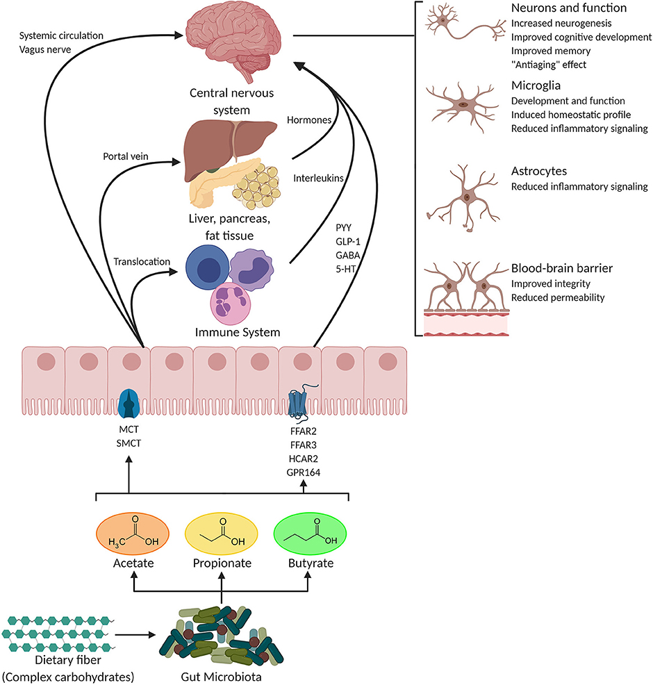 Frontiers Fatty acid uptake in Trypanosoma brucei: Host resources and possible mechanisms