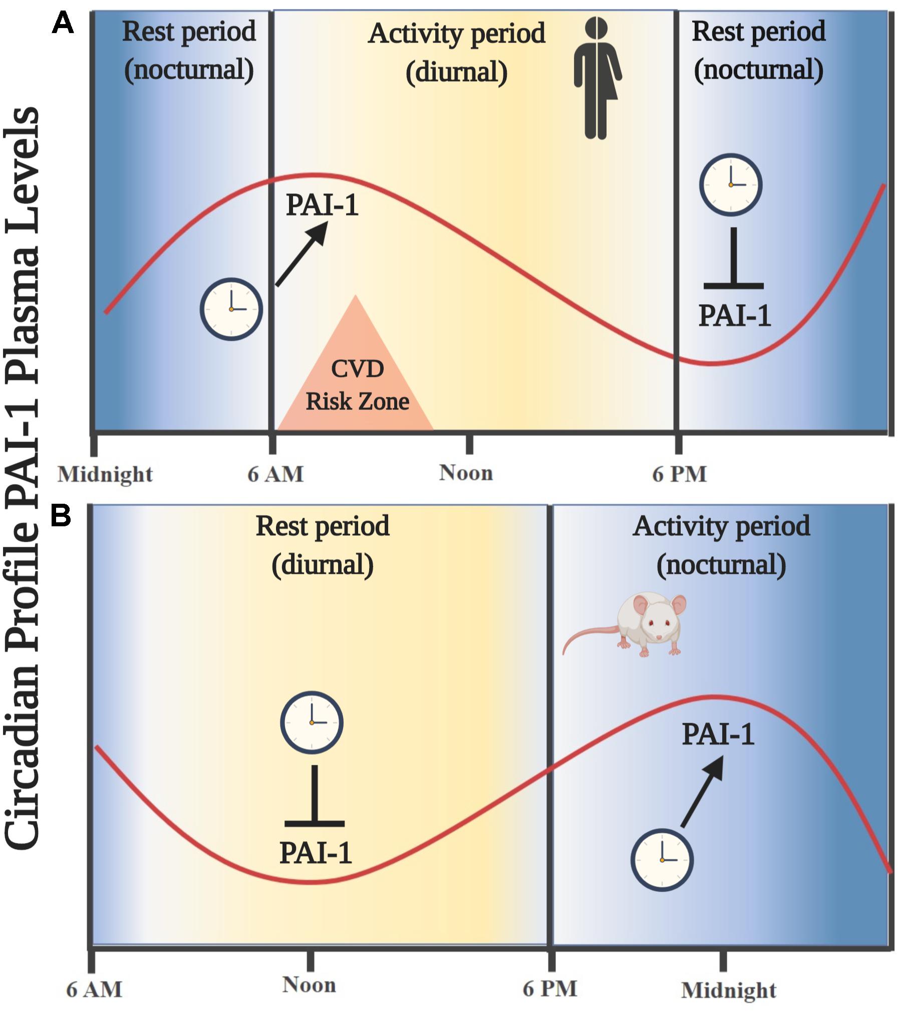 Plasminogen Activator Inhibitor-1 Is a Marker and a Mediator of