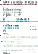Frontiers | Organization of the Addax Major Histocompatibility Complex ...