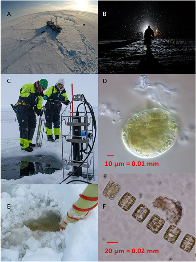 Figure 2 - (A) Research ship Lance frozen in sea ice during the expedition.