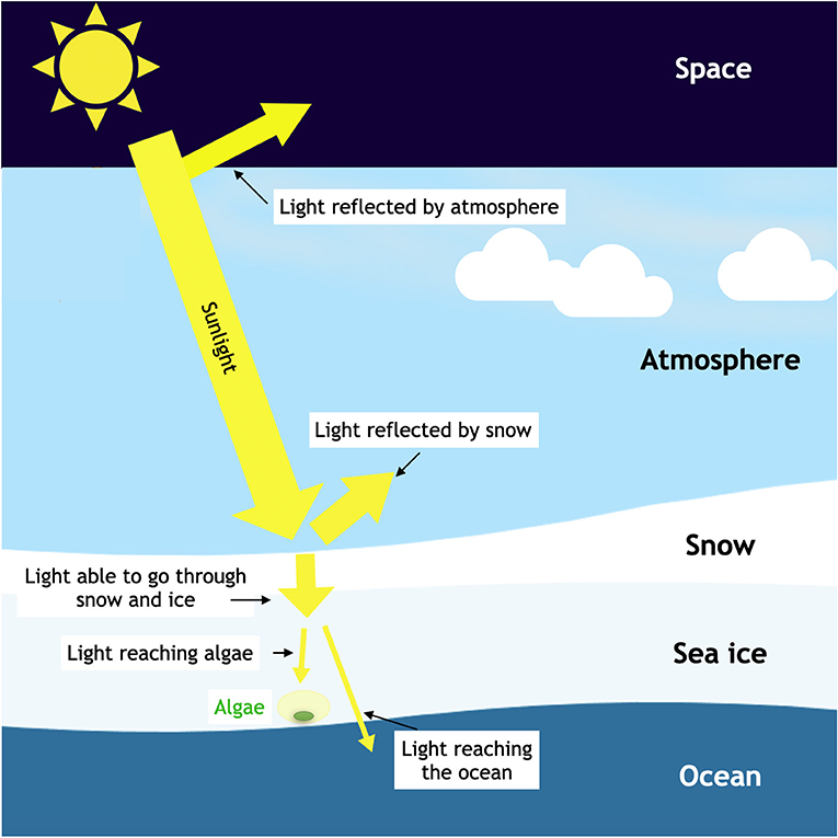 Figure 2 - Light has a long and difficult journey from the sun to the sea-ice algae.