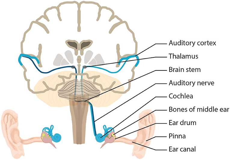 Figure 1 - Here we see the machine-like structures and neurons of the auditory system.