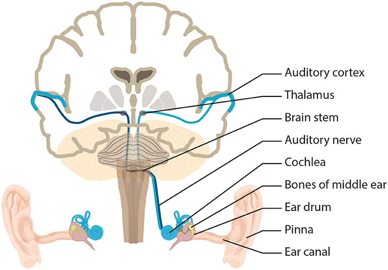 Figure 1 - Here we see the machine-like structures and neurons of the auditory system.