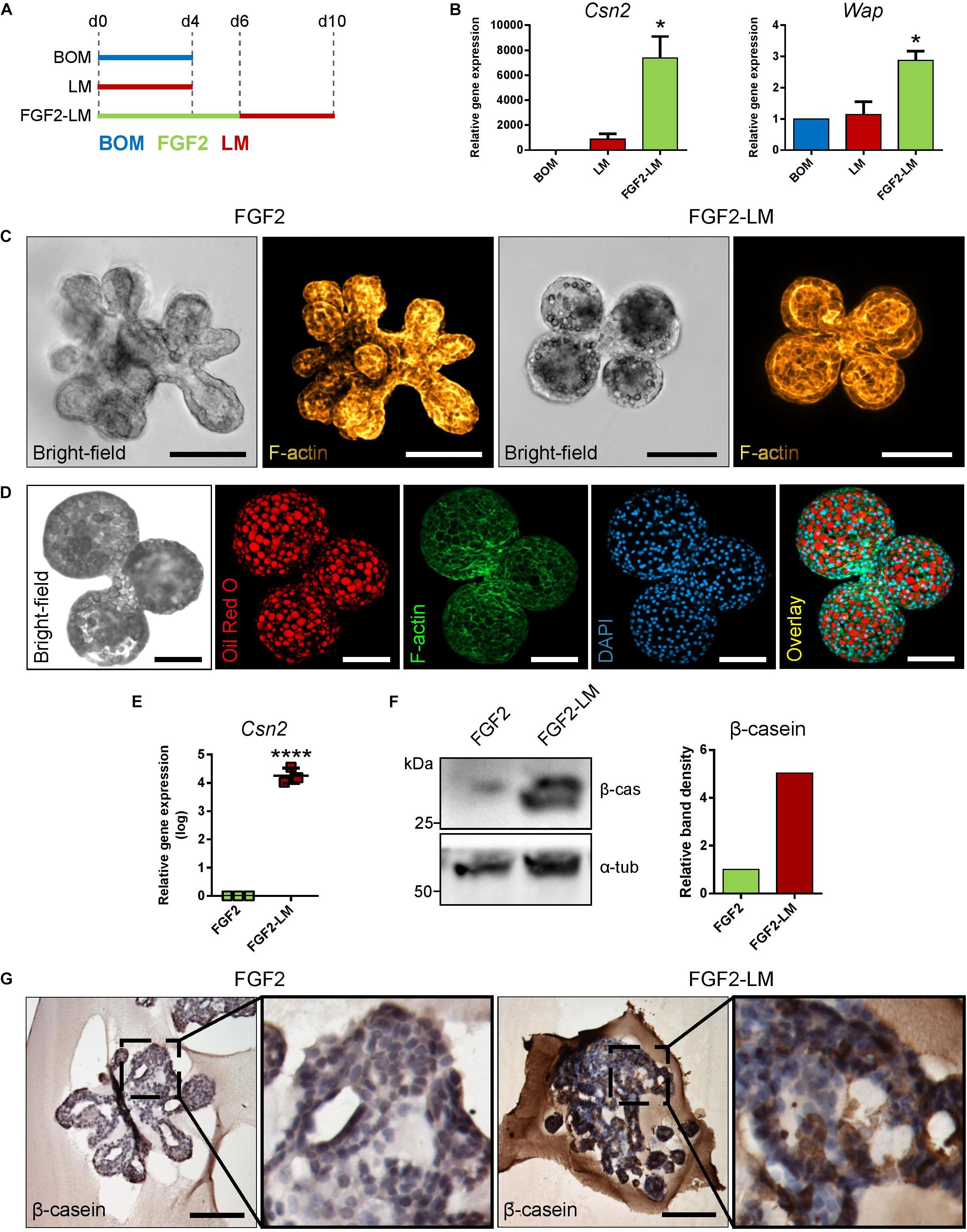 Frontiers  Engineering Breast Cancer On-chip—Moving Toward