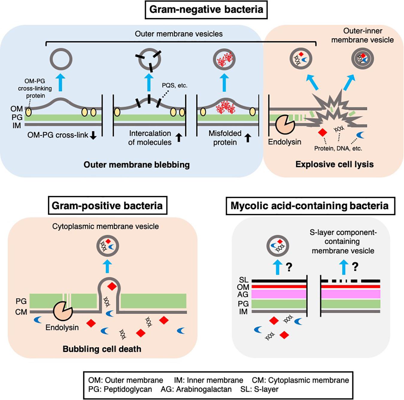 Release of Staphylococcus aureus extracellular vesicles and their  application as a vaccine platform