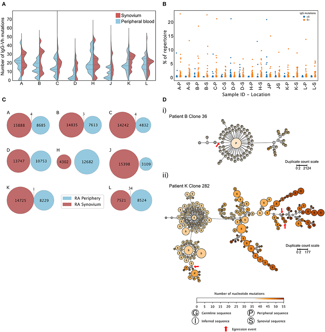 b cell repertoire b cell repertoire