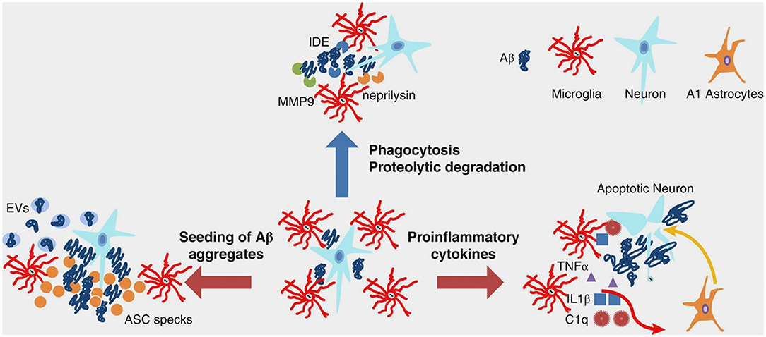 Frontiers A Path Toward Precision Medicine For Neuroinflammatory Mechanisms In Alzheimer S Disease Immunology