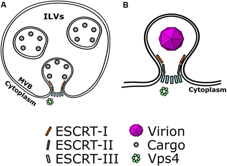 hpv dna vagy rna vírus