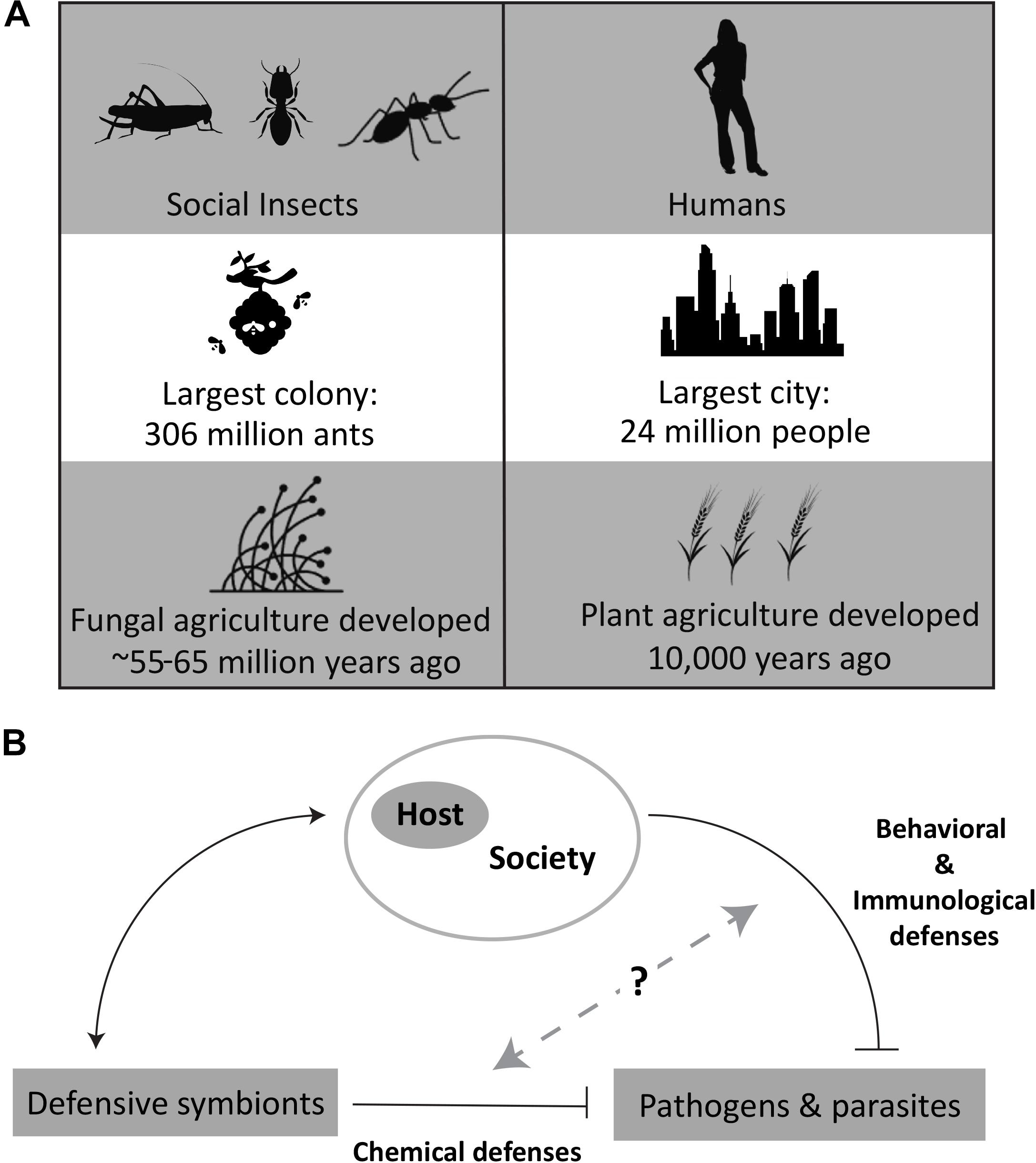 V. Insect Behavior and Communication