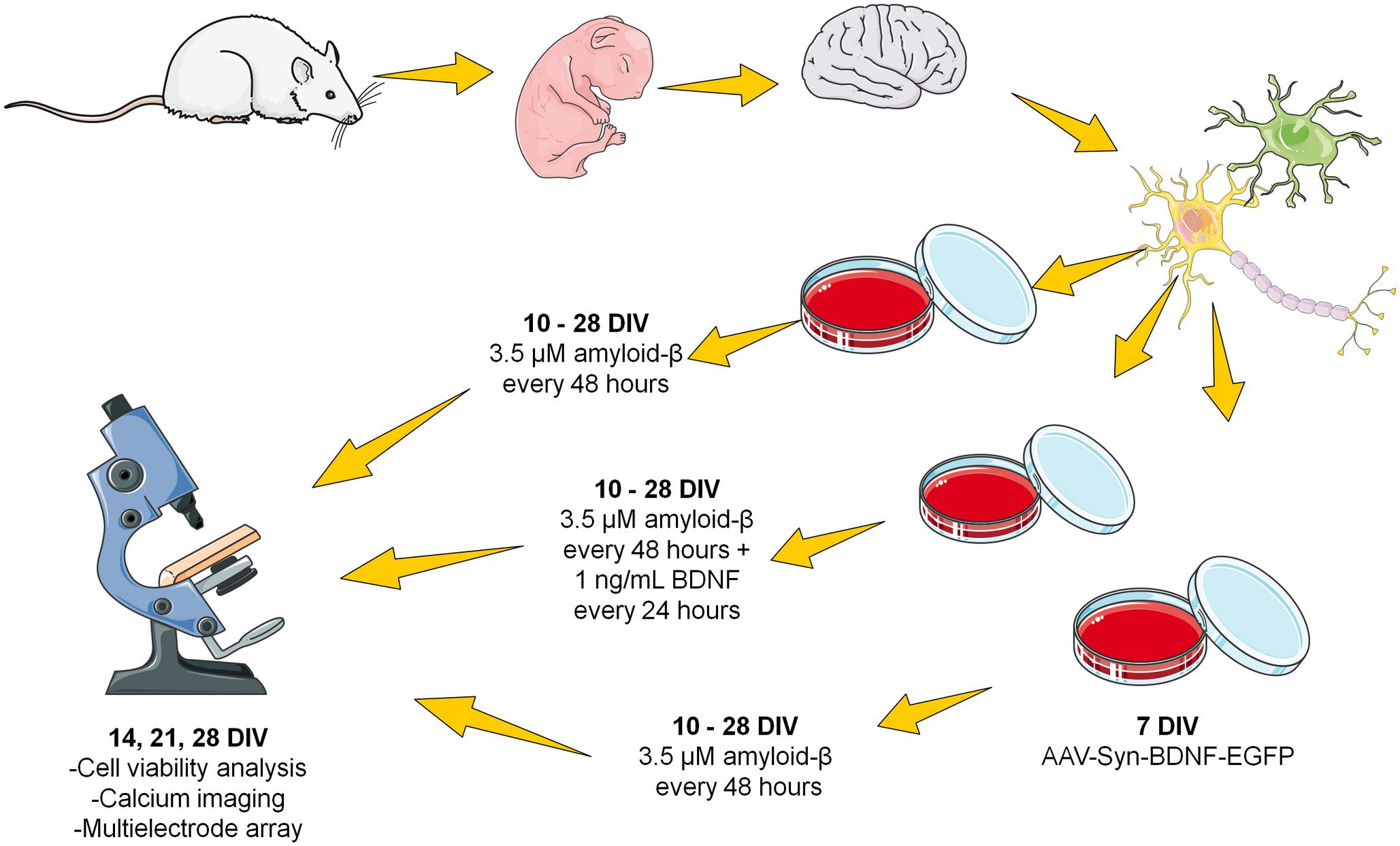 Neuro LIFE Institute - Did you know that Brain Derived Neurotrophic Factors  (BDNP) are proteins that help with the development (differentiation) and  protection of brain cells in many cases? Linker R, Gold