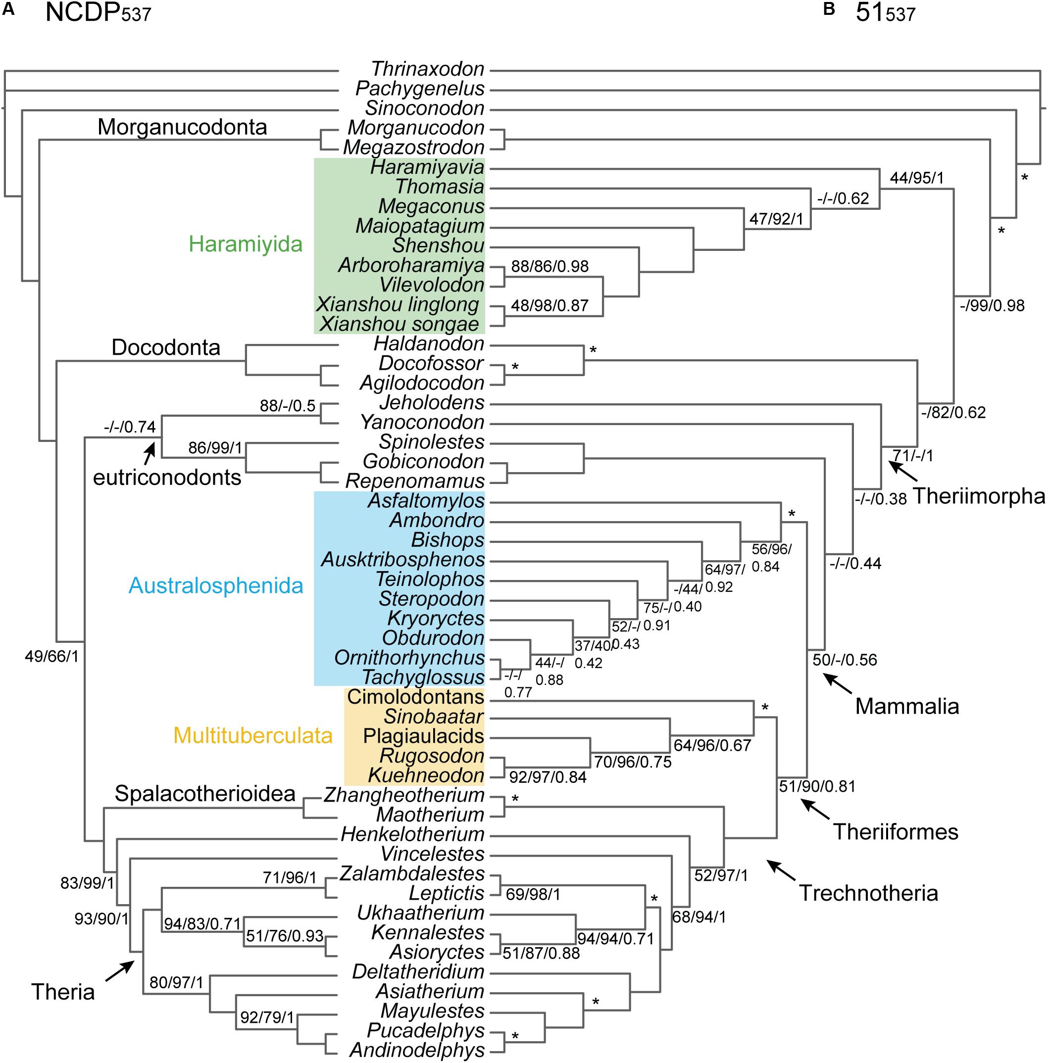  Mammal Phylogeny: Mesozoic Differentiation, Multituberculates,  Monotremes, Early Therians, and Marsupials: 9780387976761: Et al. (eds.)  Szalay, F., Michael J. Novacek: Libros