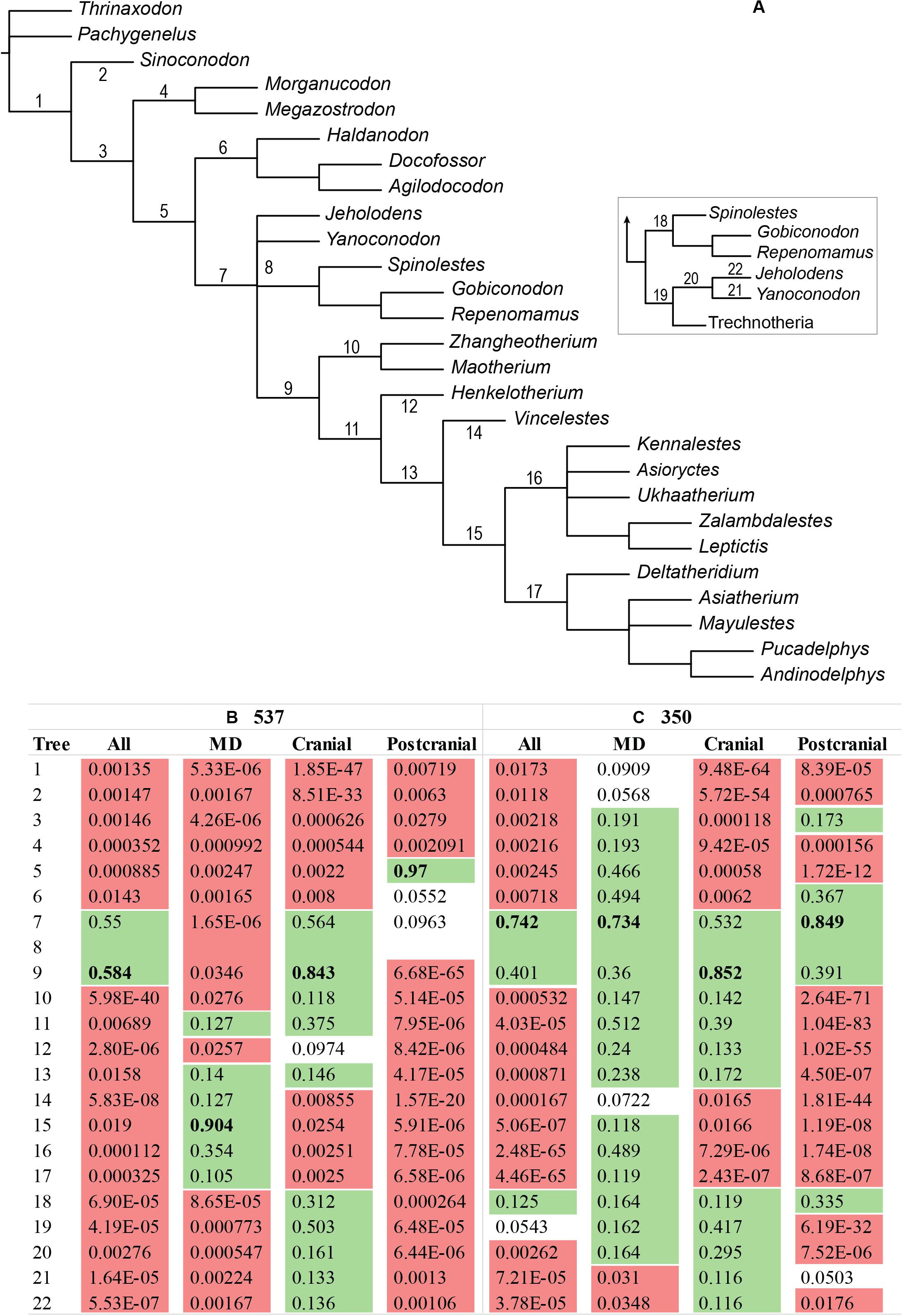  Mammal Phylogeny: Mesozoic Differentiation, Multituberculates,  Monotremes, Early Therians, and Marsupials: 9780387976761: Et al. (eds.)  Szalay, F., Michael J. Novacek: Libros