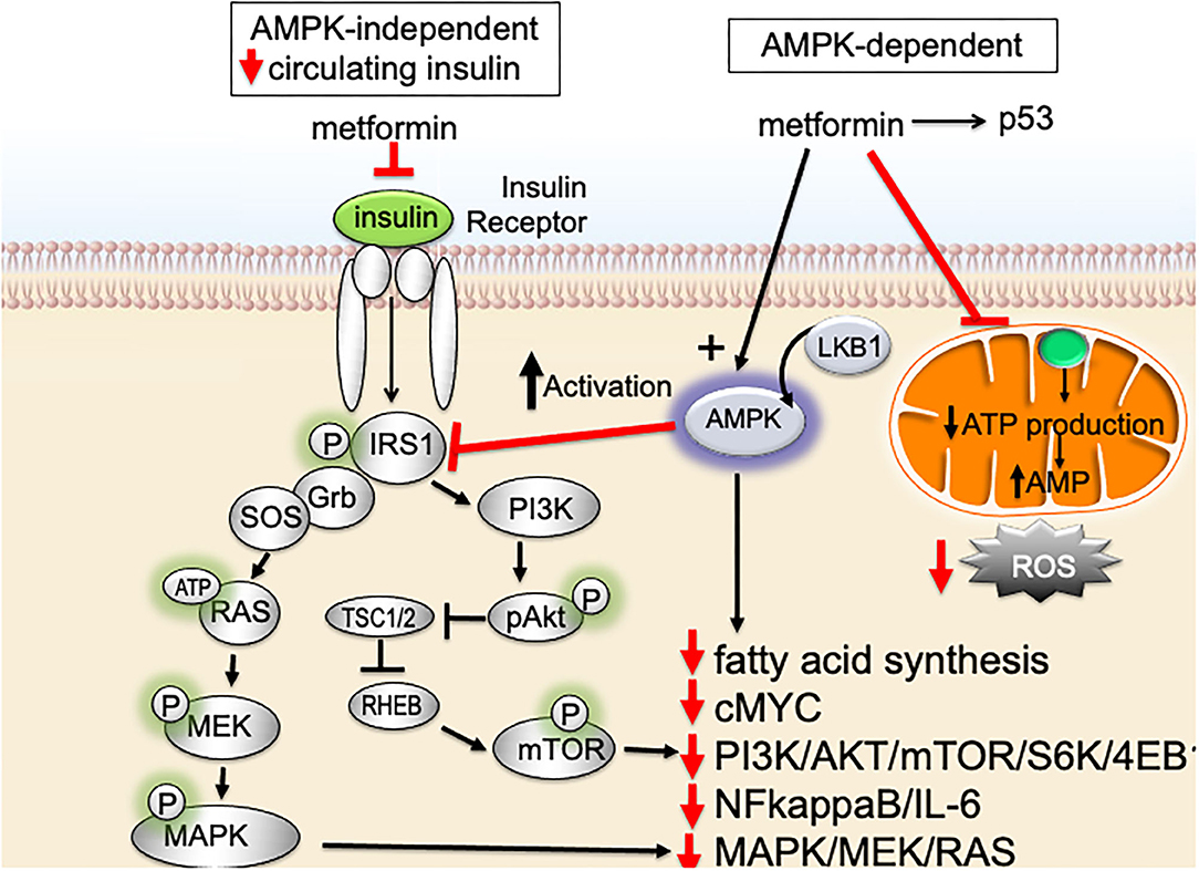 how does metformin work with insulin resistance
