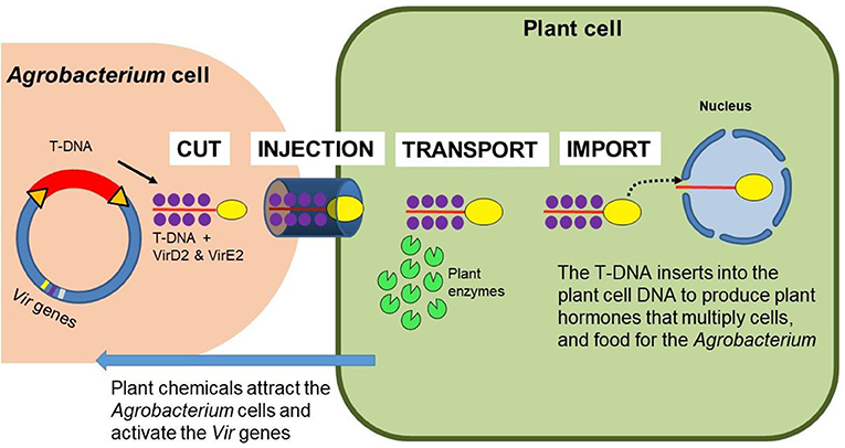 Figure 1 - Agrobacterium can manipulate plant cells by inserting new DNA sequences.