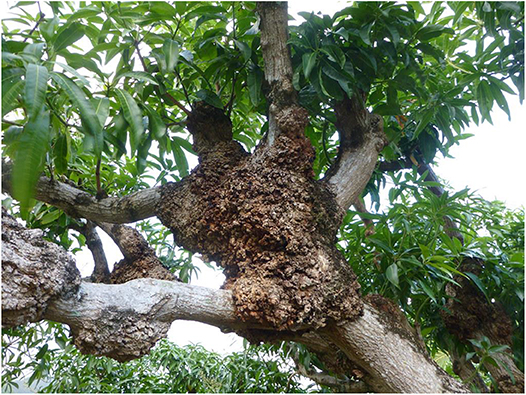 Figure 2 - Agrobacterium causes crown gall disease in many plants.