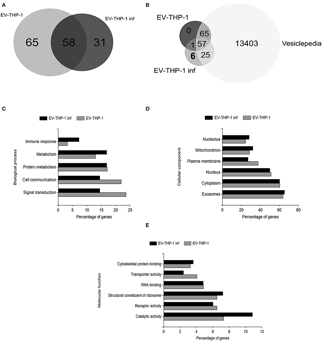 Frontiers  Comparative microRNA profiling of Trypanosoma cruzi infected  human cells