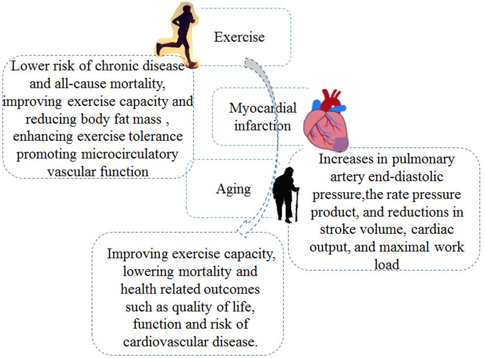 Global longitudinal strain (%) in patient with exercise capacity of: (a)