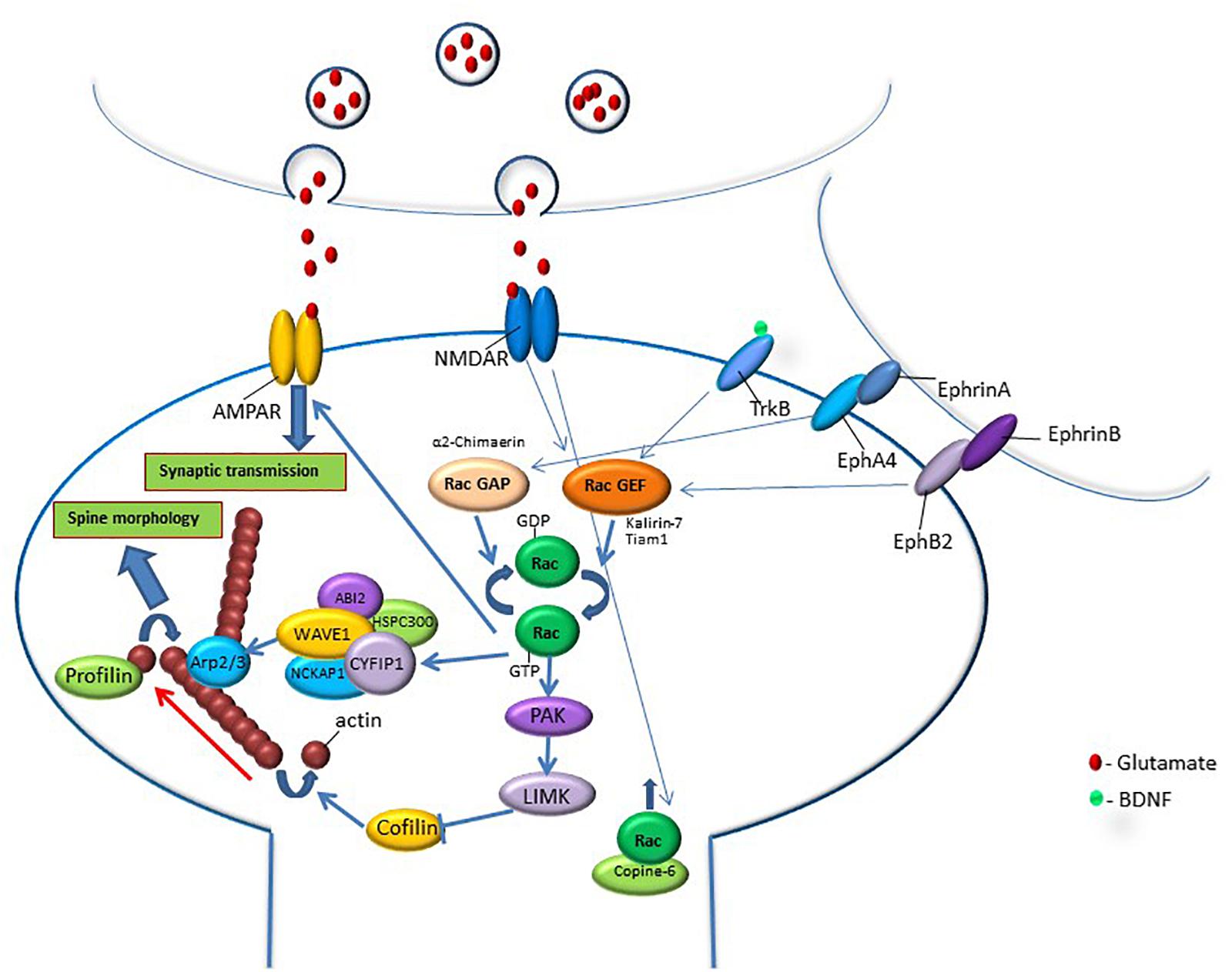 Dendritic spine formation and synapse maturation in transcription