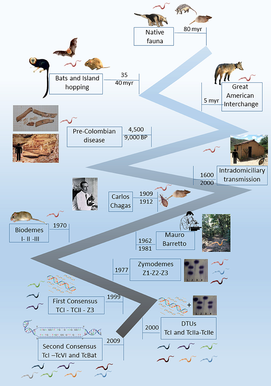 Indices measuring triatomine prevention practices related to (A) rodent