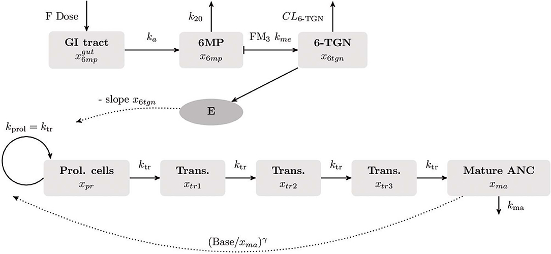 Schematic representation of Riley's threecompartment lung model