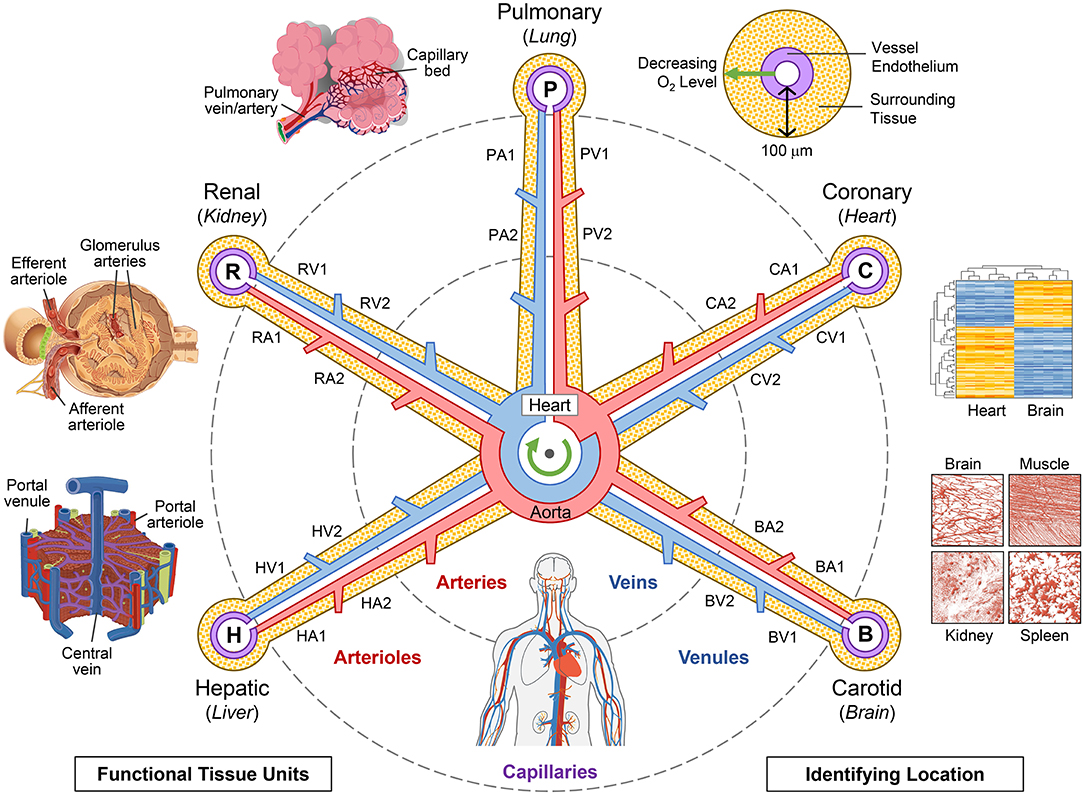 the arteries are like a road map concept map answers Frontiers Considerations For Using The Vasculature As A the arteries are like a road map concept map answers
