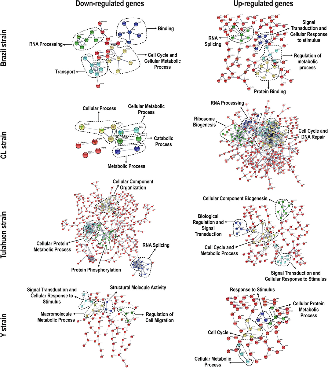 Frontiers  Trypanosoma cruzi Genomic Variability: Array