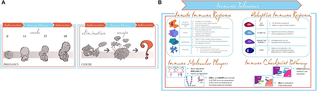 Frontiers Endometrial Cancer Immune Escape Mechanisms Let Us Learn From The Fetal Maternal Interface Oncology