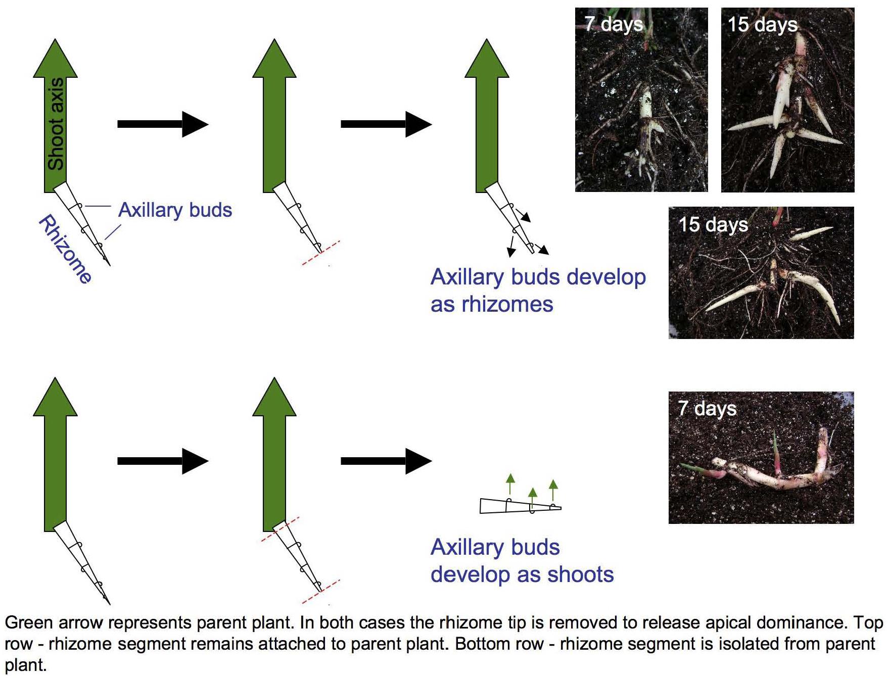 Frontiers  The Evolution of an Invasive Plant, Sorghum halepense