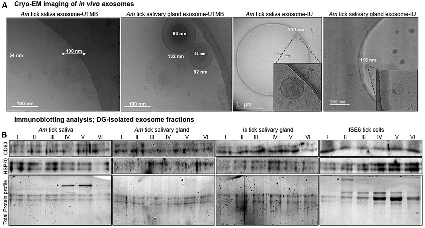 Frontiers Discovery Of Exosomes From Tick Saliva And Salivary Glands Reveals Therapeutic Roles For Cxcl12 And Il 8 In Wound Healing At The Tick Human Skin Interface Cell And Developmental Biology