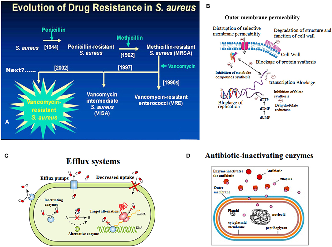 Research aims to prevent resistance to staph infection treatment