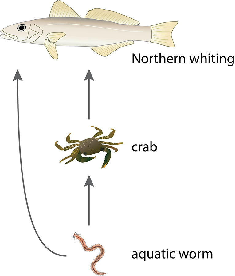 Figure 1 - An example of a simplified food chain.