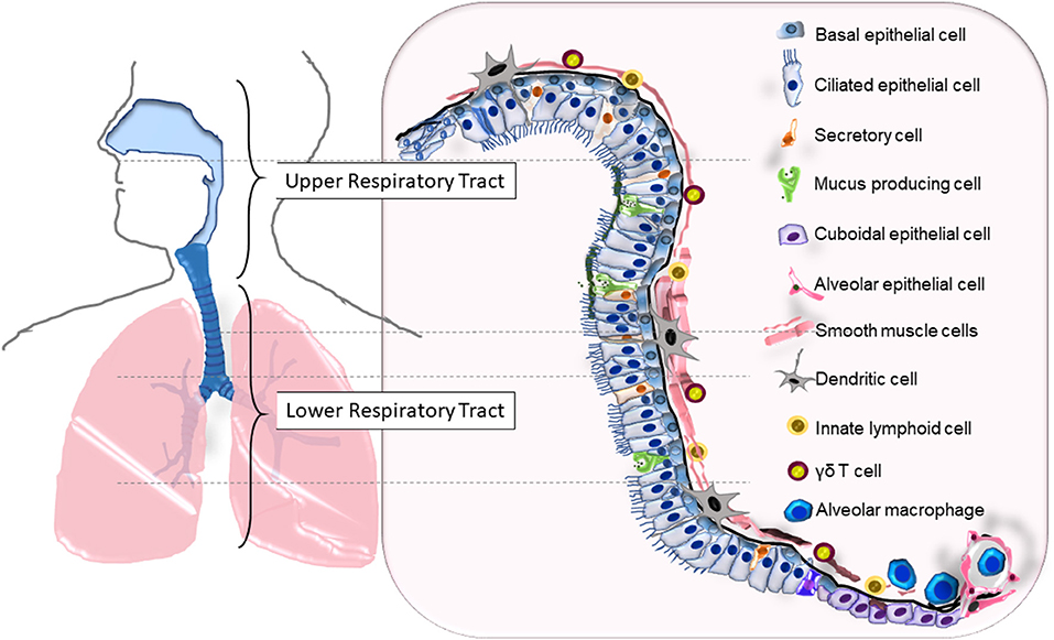 Interaction of Staphylococcus aureus and Host Cells upon Infection of  Bronchial Epithelium during Different Stages of Regeneration