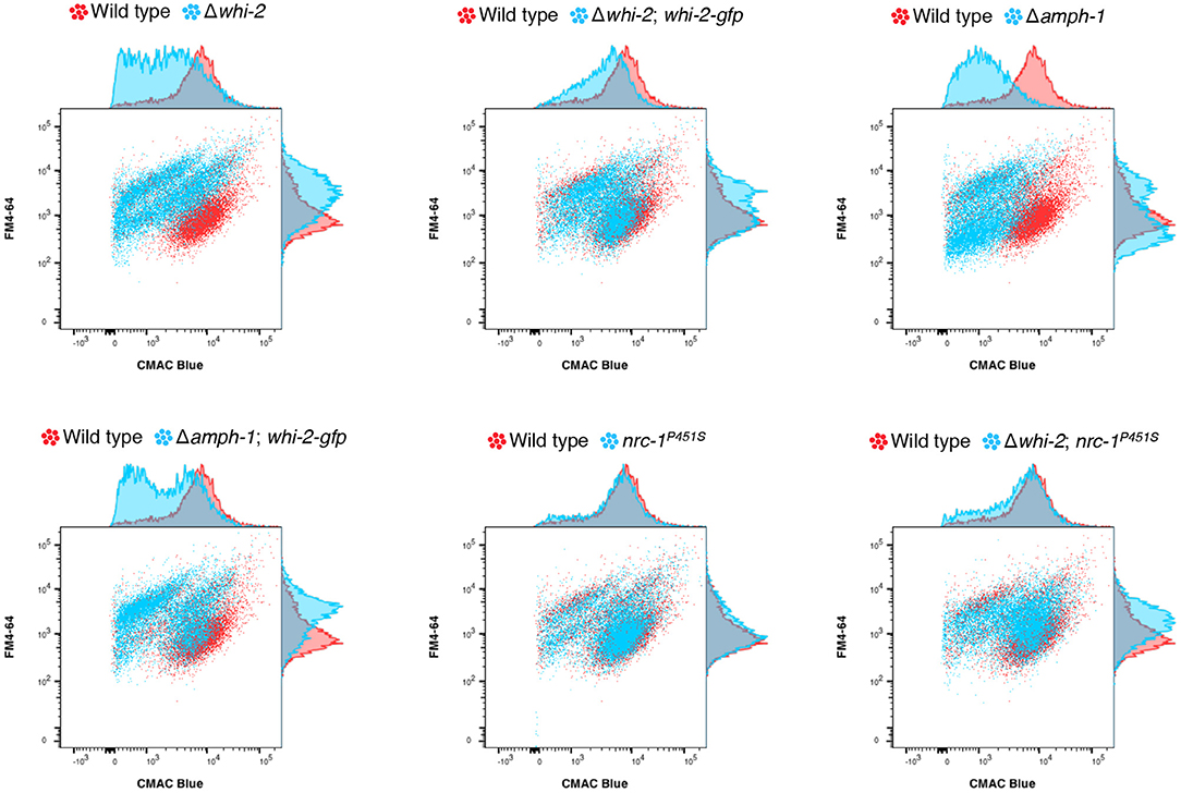 Frontiers Whi 2 Regulates Intercellular Communication Via A Map Kinase Signaling Complex Microbiology