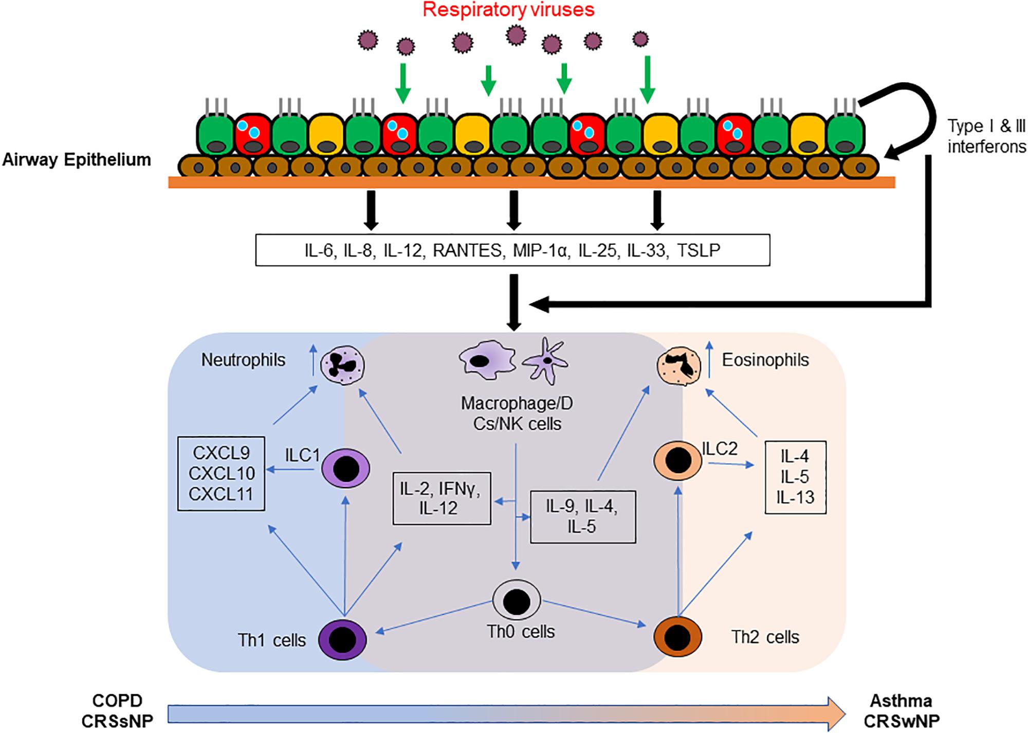 Viruses Respiratory. Exacerbation of chronic diseases. Respiratory virus